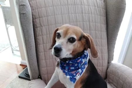 Town & Country Animal Hospital: Maltby Kathleen DVM