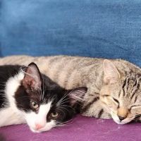 Town & Country Animal Hospital ico