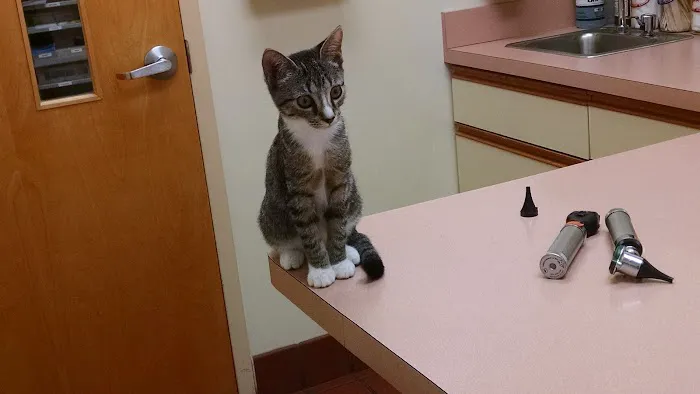VCA St. Mary's Animal Hospital 12