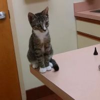 VCA St. Mary's Animal Hospital ico