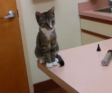 VCA St. Mary's Animal Hospital