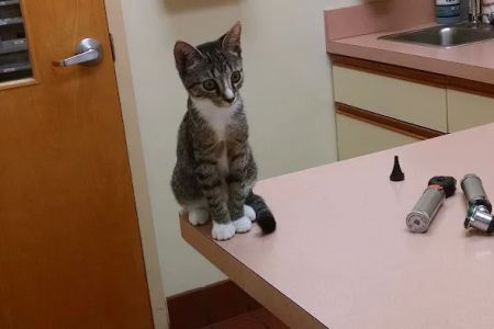 VCA St. Mary's Animal Hospital