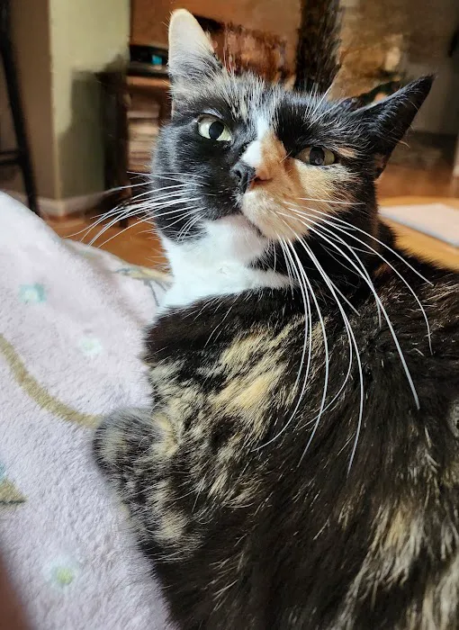 Solomons Veterinary Medical Center 12