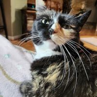 Solomons Veterinary Medical Center ico