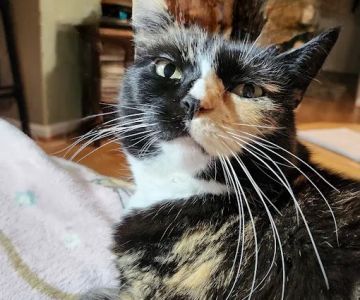 Solomons Veterinary Medical Center