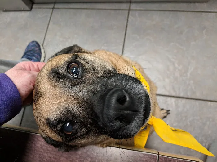 Solomons Veterinary Medical Center 12