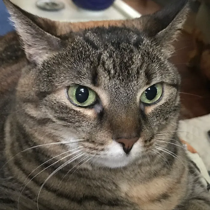 Solomons Veterinary Medical Center 12
