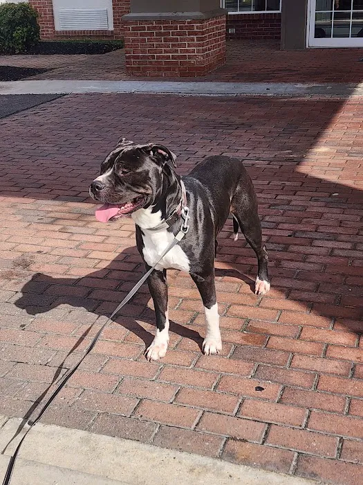 Solomons Veterinary Medical Center 12