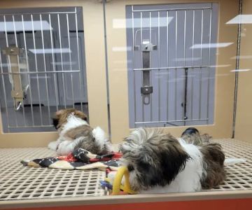 Petland Katy
