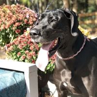 King George Veterinary Clinic ico