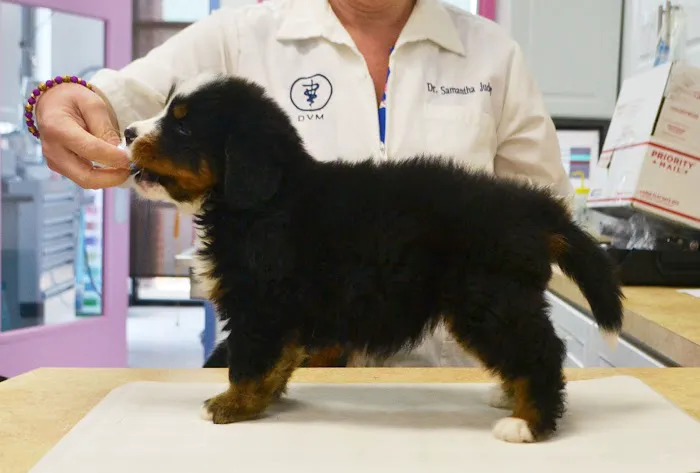 Eagle's Nest Animal Hospital 10
