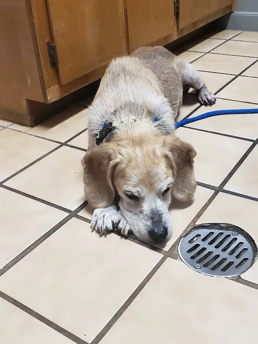 Palmetto Animal Hospital 12