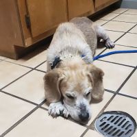 Palmetto Animal Hospital ico