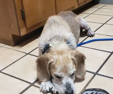 Palmetto Animal Hospital