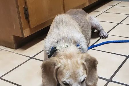 Palmetto Animal Hospital