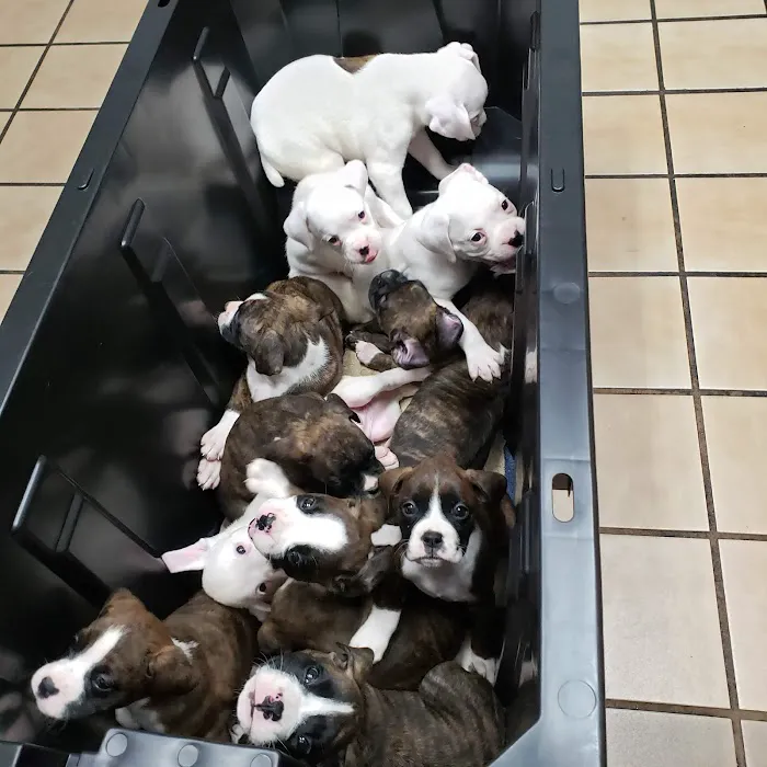Palmetto Animal Hospital 12