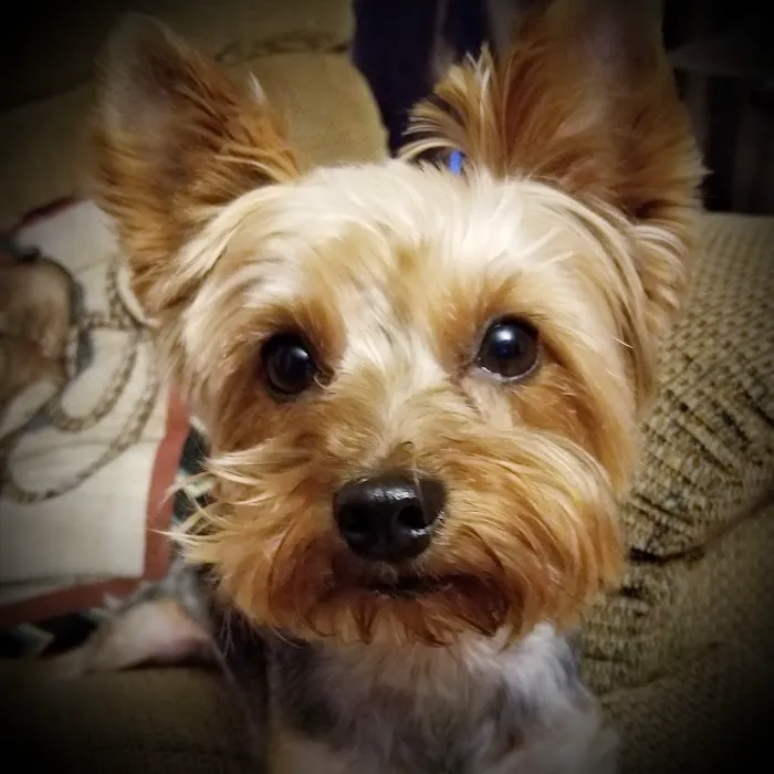 Palmetto Animal Hospital 12