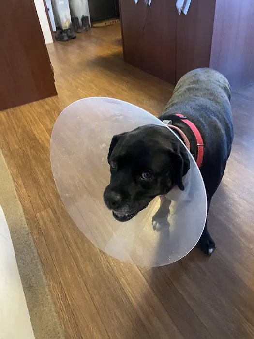 Palmetto Animal Hospital 12