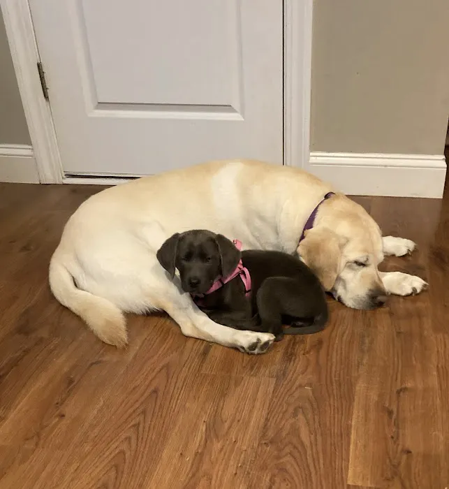 Palmetto Animal Hospital 12