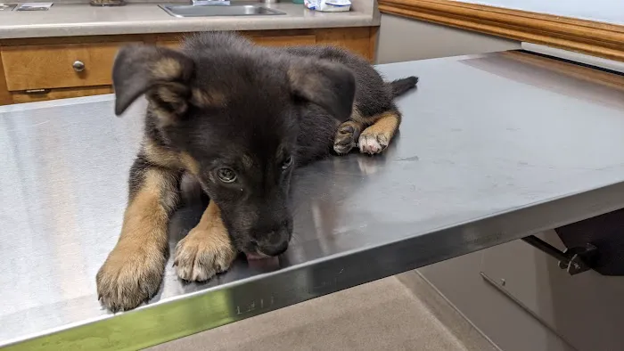 Powdersville Animal Hospital 12