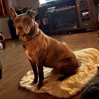 Powdersville Animal Hospital ico
