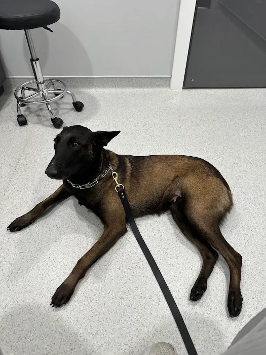 Powdersville Animal Hospital 12
