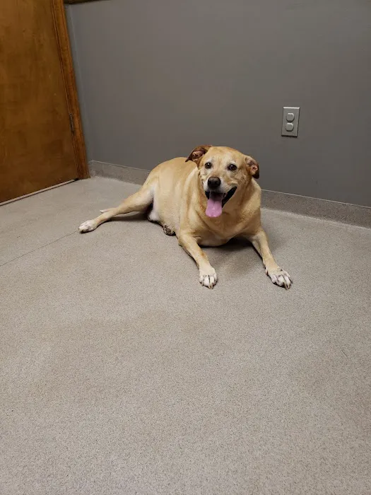 Powdersville Animal Hospital 12