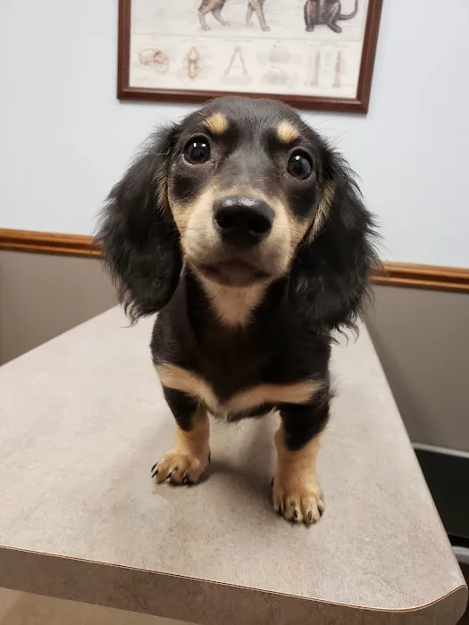 Powdersville Animal Hospital 12