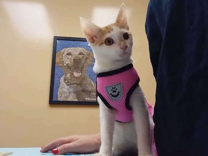 Royston Animal Hospital 12