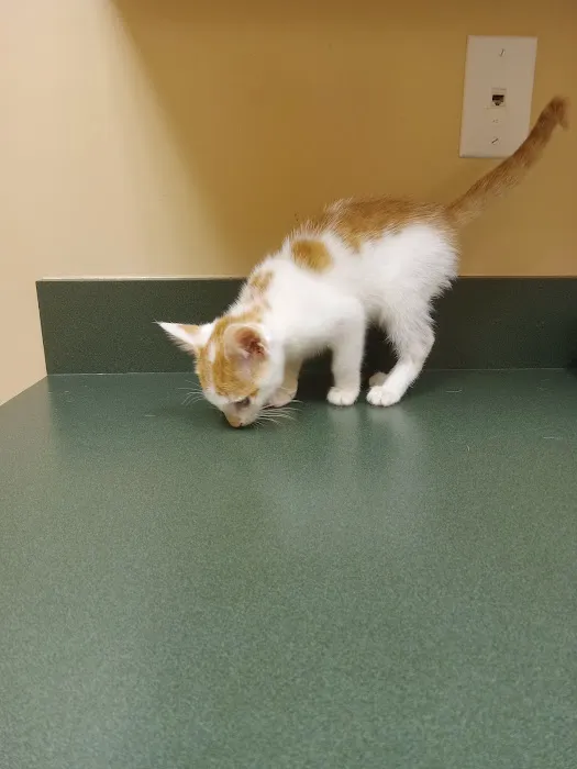 Royston Animal Hospital 12