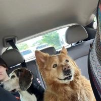 Oglethorpe Animal Clinic ico