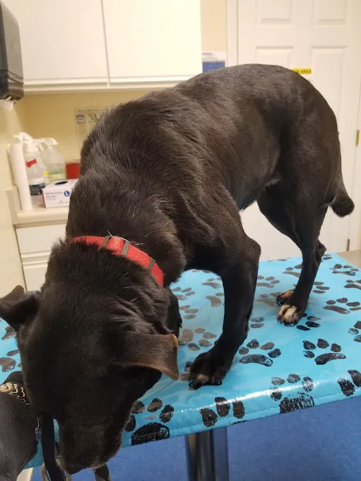 Oglethorpe Animal Clinic 5