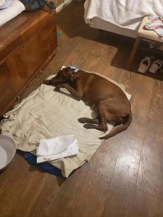 Oglethorpe Animal Clinic 8