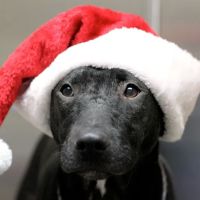 Granite Hills Animal Care: Mathis Andy DVM ico