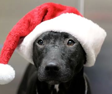 Granite Hills Animal Care: Mathis Andy DVM