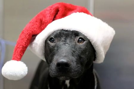 Granite Hills Animal Care: Mathis Andy DVM