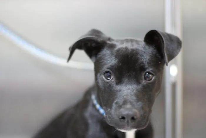 Granite Hills Animal Care: Mathis Andy DVM 12