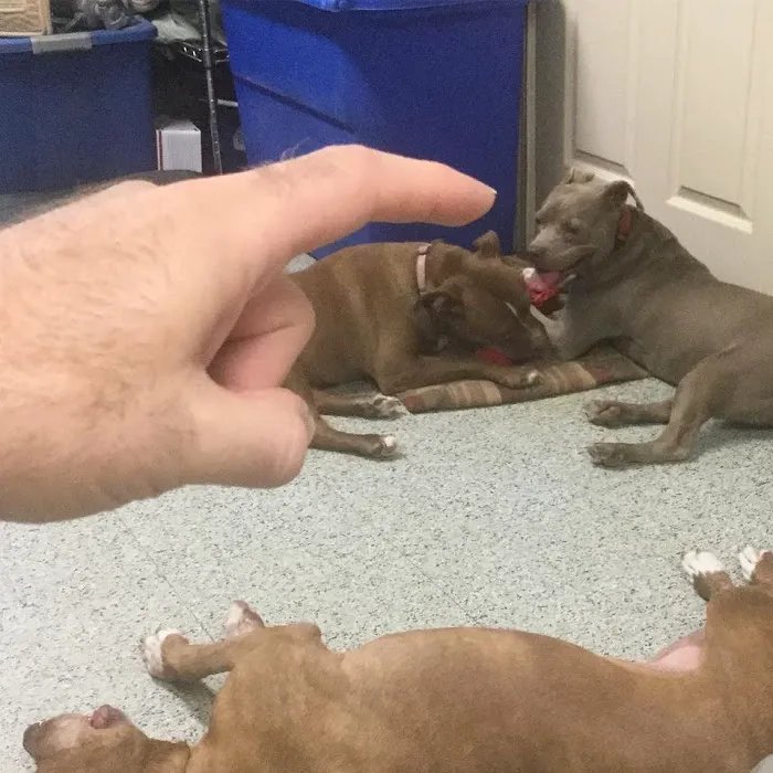 Granite Hills Animal Care: Mathis Andy DVM 12