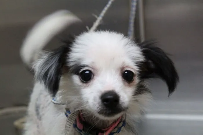 Granite Hills Animal Care: Mathis Andy DVM 12