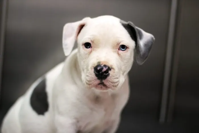 Granite Hills Animal Care: Mathis Andy DVM 12