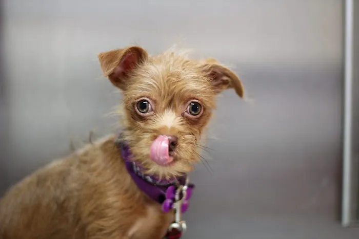 Granite Hills Animal Care: Mathis Andy DVM 12