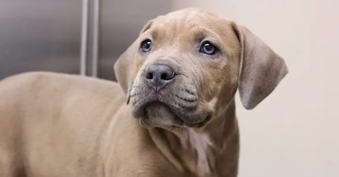 Granite Hills Animal Care: Mathis Andy DVM 12