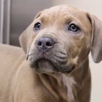 Granite Hills Animal Care ico
