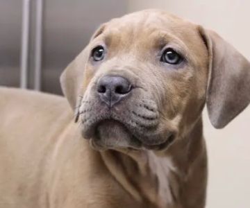 Granite Hills Animal Care