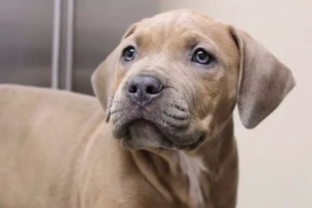 Granite Hills Animal Care
