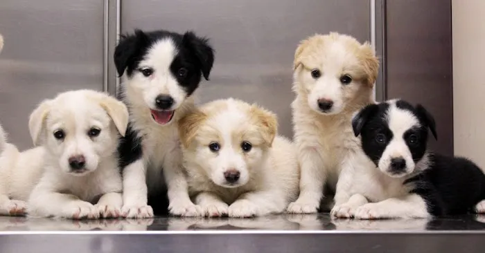 Granite Hills Animal Care 12