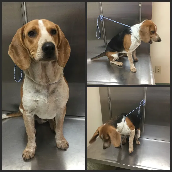 Granite Hills Animal Care 12