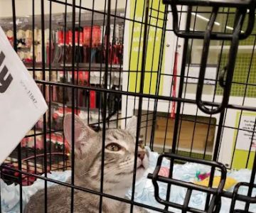 Petco