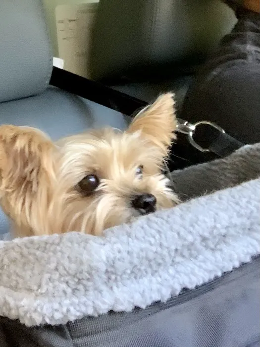 Lagniappe Animal Hospital 1