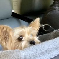 Lagniappe Animal Hospital ico